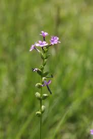 Image result for Buchnera