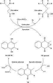 American academy of pediatrics committee on f, newborn. Vitamine K Et Os Quelle Relation Sciencedirect