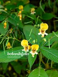 Image result for Impatiens stuhlmannii