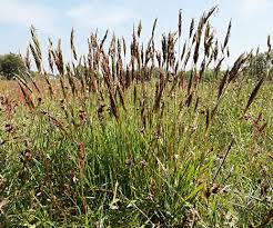 Image result for Anthoxanthum nivale