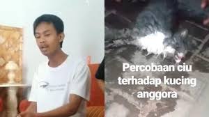 Jika anda memang sudah memastikan kucing mengalami keracunan, anda dapat memberikan susu tinggi lemak pada kucing. Klarifikasi Perekam Video Seekor Kucing Mati Dicekoki Miras Ciu Sebut Keracunan Dan Beri Air Kelapa Warta Kota