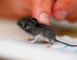 Download Baby Mouse Cute Animals Baby Mouse Cute Rats