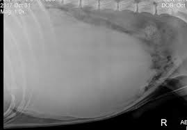 Survival with the intestinal form averages only eight weeks. Spleen Cancer In Dogs Cats Long Beach Animal Hospital