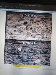 Natural selection was proposed by charles darwin to explain how new species evolve. Rock Pocket Mice Evolution Case Study Word Ences Chegg Com