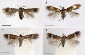 Image result for Stigmella ulmariae