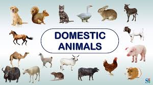 It is a vast topic that covers all there is to know about the many different animals on our planet. Domestic Animal Names à¤ª à¤²à¤¤ à¤œ à¤¨à¤µà¤° Shiv English Education