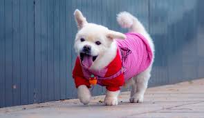 Find opening hours and closing hours from the pet stores & supplies category in phoenix, az and other contact details such as address, phone number, website. Best Pet Stores In Pune Whatshot Pune