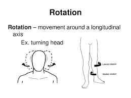 Abduction and movement are synonymous, and they have mutual synonyms. Muscle Movements Ppt Download
