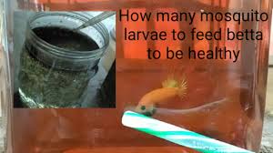 We did not find results for: How Many Mosquito Larvae To Feed Betta To Be Healthy Youtube