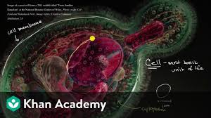 We did not find results for: Introduction To The Cell Video Khan Academy