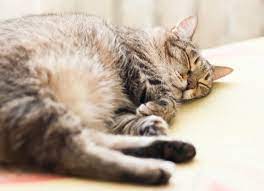 Swelling In Cats Petmd