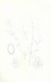 Image result for Sida dregei