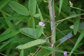 Image result for Galactia striata