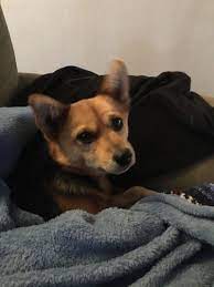 Maybe you would like to learn more about one of these? Pets For Adoption At Homeward Bound Pets In Mcminnville Or Petfinder