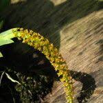 Image result for Oberonia disticha