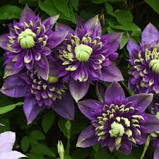 Image result for Clematis costata