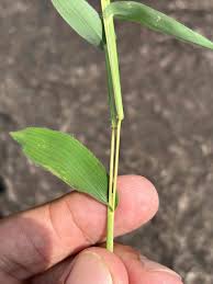 Image result for Arthraxon lancifolius