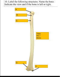 We did not find results for: 10 Label The Following Structures Name The Bone Chegg Com