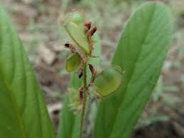 Image result for Eriosema shirense