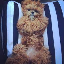 Teddy bear puppies for sale. Teddy Bear Puppies For Sale Shichon Puppies Zuchon Puppies