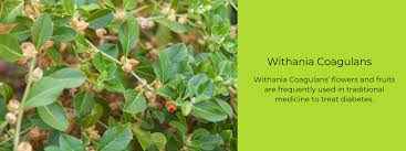 Image result for Withania