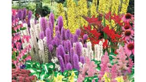 Did you scroll all this way to get facts about perennial flowers? Costco Canada 15 Off Effortless Perennial Garden