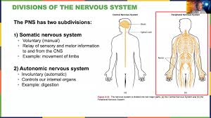 The sympathetic nervous system which is activated in response to stress. Introductory Psychology Biopsychology Parts Of The Nervous System Youtube