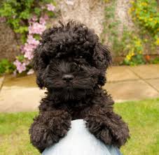 Cavapoo puppies are adorable, and it's one of the reasons they are so popular. Black Cavapoo Puppies For Sale Ireland