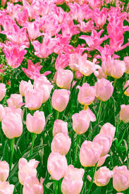 Pink and white backgrounds (67 wallpapers). Aesthetics Wallpaper Flowers Pink And White Tulip Background Stock Photo Picture And Royalty Free Image Image 148841184