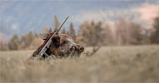 Nov 26, 2015 · 6:00. Chasse L Indicible Cruaute Du Ferme Ou Le Sadisme Sur Sanglier Mourant