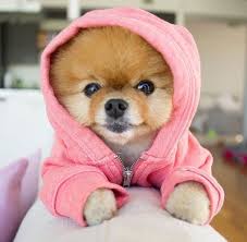 Süße hunde tierbilder tiere und haustiere babytiere lustige tiere süße tiere golden retriever mischling retriever welpen labrador retrievers. Soooo Suss Soooo Suss Cute Dogs Cute Baby Animals Cute Funny Animals