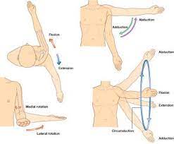 Medicinexplained Shoulder Joint Glenohumeral Joints Shoulder Joint Exercise Physiology Kinesiology