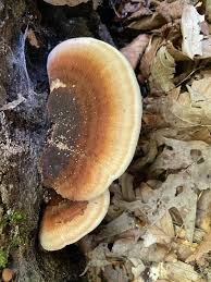 Image result for Ischnoderma resinosum