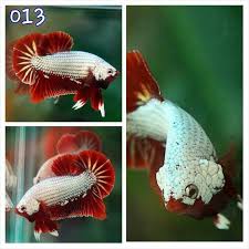 Competition Grade Red Dragon Red Dragon Betta Fish Siamese Fighting Fish