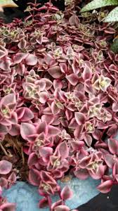 Crassula rubra variegated, aka calico kitten is a popular succulent due to it's lovely deep pink leaves making it a classic succulent for hanging planters. Marginalis Rubra Variegata Aprici