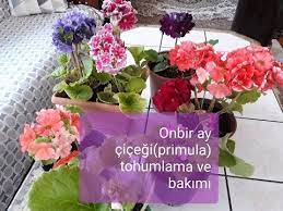 onbir ay cicegi primula tohum elde etme ve bakimi youtube bi tki tohum bakken
