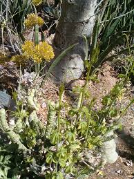 Image result for Adenia zambesiensis