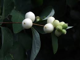 They are typically 1.5 long and elliptic to oval in shape. Inspiration X Gardens Of Delight