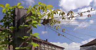 Roof Greening With Climbing Plants In 2020 Climbing Plants Green Roof Plants