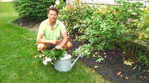 May 27, 2018 · when to cut peonies. How To Cut Peonies Youtube