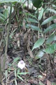 Image result for Aframomum alboviolaceum