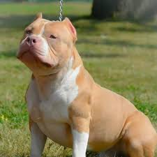 American Bully Kopek Turleri Pitbull Yavru Kopek