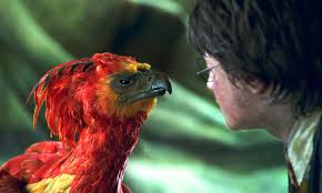 We hope you enjoy our growing collection of hd images to use as a. Phoenix The Bird In Real Life