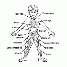 There is nothing more important than the love of your child. Human Anatomy Coloring Pages For Kids Apologia Book Free Muscular System Slavyanka