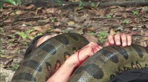Can An Anaconda Eat A Person Anaconda Snake Snake Facts Anaconda