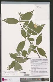 Image result for Heinsia