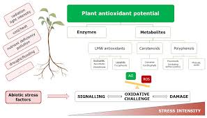 Tea has been providing warmth and inspiration to people around the world for centuries. Antioxidants Free Full Text Antioxidants In Plants A Valorization Potential Emphasizing The Need For The Conservation Of Plant Biodiversity In Cuba Html