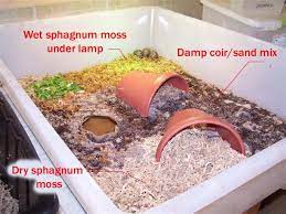 Care And Feeding Of The Hatchling Leopard Tortoise