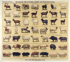 Uhrmann Dir Tafel Der Ziegen Schafe Und Schweinerassen Sheep Breeds Pig Breeds Sheep