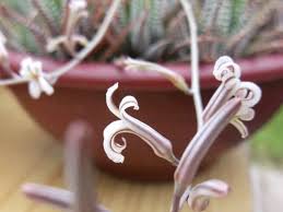 Image result for Habenaria attenuata